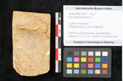 Foto (Objekt + Etikett) von Acer pseudoplatanus L. (NHMW-GEO-2024-0188-11621)